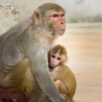 Monkeys outperform humans when it comes to cognitive flexibility