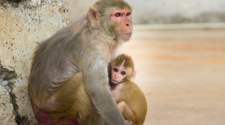 Monkeys Outperform Humans When It Comes To Cognitive Flexibility