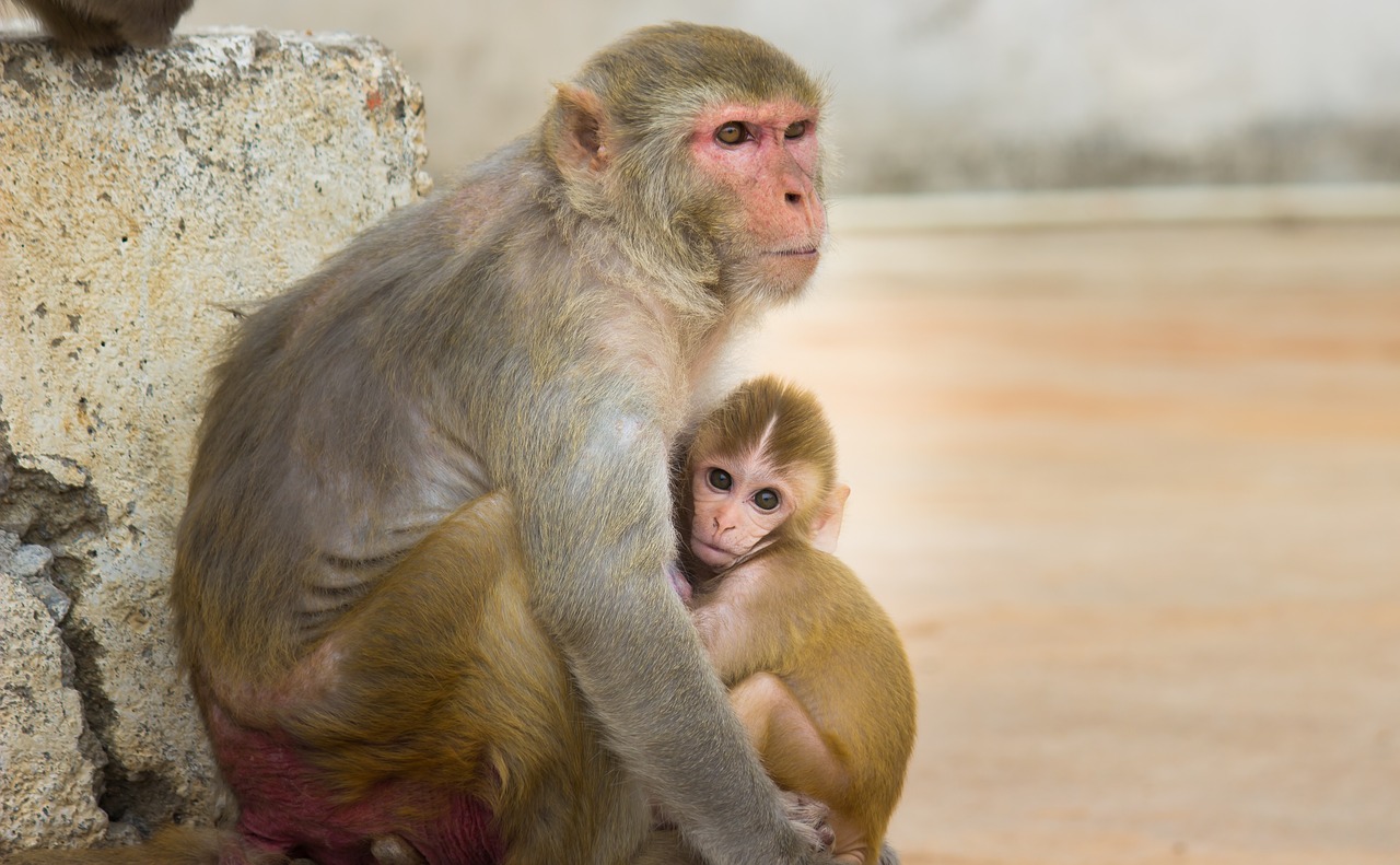 Monkeys outperform humans when it comes to cognitive flexibility