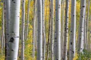Birch pitch used as glue for at least 50,000 years