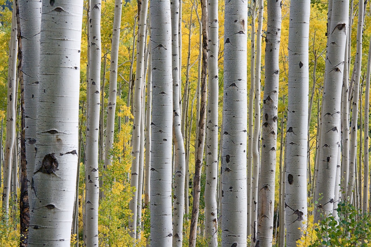 Birch pitch used as glue for at least 50,000 years
