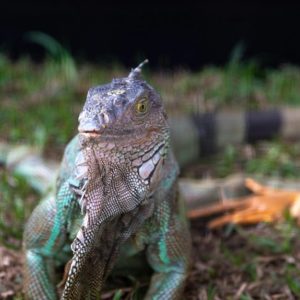 evolving galarian slowpoke guide