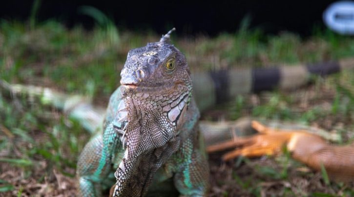 evolving galarian slowpoke guide