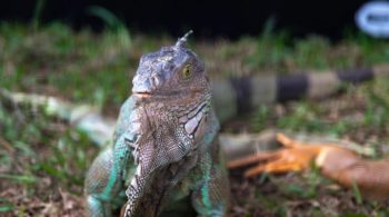 evolving galarian slowpoke guide