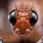 Close-Up of an Ant Face Explained in Detail