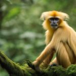 Golden Langur Explained: One of the Rarest Monkeys